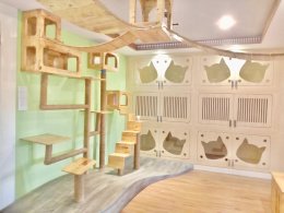 โรงแรมแมว (Cat Hotel) บริการฝากเลี้ยงแมว