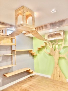 โรงแรมแมว (Cat Hotel) บริการฝากเลี้ยงแมว