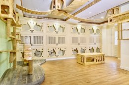 โรงแรมแมว (Cat Hotel) บริการฝากเลี้ยงแมว