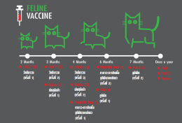 Vaccine for cat