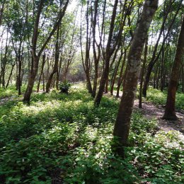 ขายที่ดินพร้อมไม้มูลค่า ราคา 18,000,000 ID - 58149 - 202746