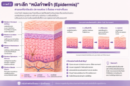 โครงสร้างผิวหนัง บทความโดยเภสัชกร