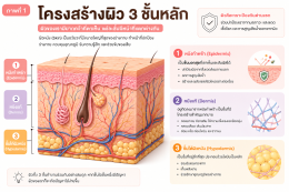 โครงสร้างผิวหนัง บทความโดยเภสัชกร