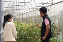 ลงพื้นที่ให้คำแนะนำและแนวทางการดำเนินการเกี่ยวกับการบริหารจัดการการปลูกกัญชาของโรงปลูกกัญชาในพื้นที่เทศบาลตำบลท่าเชียงทอง