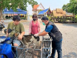 กิจกรรมตามโครงการสัตว์ปลอดโรค​ คนปลอดภัย จากพิษสุนัขบ้า​ (ตามพระปณิธาน ศ.ดร.สมเด็จพระเจ้าลูกเธอ เจ้าฟ้าจุฬาภรณวลัยลักษณ์ อัครราชกุมารี) ประจำปีงบประมาณ​ 2567