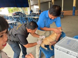 การจัดกิจกรรมตามโครงการสัตว์ปลอดโรค​ คนปลอดภัย จากพิษสุนัขบ้า​ (ตามพระปณิธาน ศ.ดร.สมเด็จพระเจ้าลูกเธอ เจ้าฟ้าจุฬาภรณวลัยลักษณ์ อัครราชกุมารี) ประจำปีงบประมาณ​ 2567