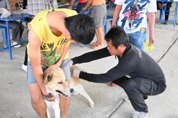 ออกให้บริการฉีดวัคซีนป้องกันโรคพิษสุนัขบ้า ให้กับสุนัขและแมว ณ บ้านป่าซางน้อย - หัวฝายหมู่ที่ 1 และ บ้านแม่ทาหลง - ท่าศาลา หมู่ที่ 9