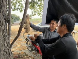 ออกให้บริการฉีดวัคซีนป้องกันโรคพิษสุนัขบ้า ให้กับสุนัขและแมว ณ บ้านป่าซางน้อย - หัวฝายหมู่ที่ 1 และ บ้านแม่ทาหลง - ท่าศาลา หมู่ที่ 9