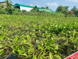 ลงพื้นที่ร่วมกันกำจัดผักตบชวาในแม่น้ำกวง