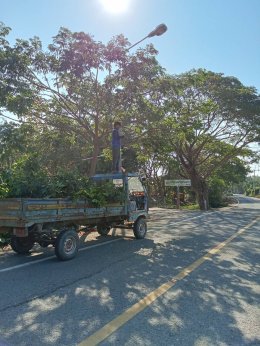 ลงพื้นที่ตัดต้นไม้และกิ่งไม้รวมถึงทำความสะอาดและจัดเก็บขยะ