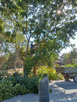 ลงพื้นที่ตัดต้นไม้และกิ่งไม้รวมถึงทำความสะอาดและจัดเก็บขยะ