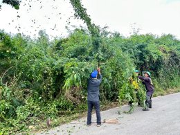 จัด"กิจกรรมปรับปรุงภูมิทัศน์ ตัดกิ่งไม้ที่บดบังทัศนะวิสัย จุดเสี่ยงอุบัติเหตุ ในเขตพื้นที่เทศบาลตำบลท่าเชียงทอง"