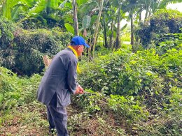 จัด"กิจกรรมปรับปรุงภูมิทัศน์ ตัดกิ่งไม้ที่บดบังทัศนะวิสัย จุดเสี่ยงอุบัติเหตุ ในเขตพื้นที่เทศบาลตำบลท่าเชียงทอง"