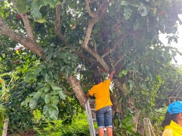 จัด"กิจกรรมปรับปรุงภูมิทัศน์ ตัดกิ่งไม้ที่บดบังทัศนะวิสัย จุดเสี่ยงอุบัติเหตุ ในเขตพื้นที่เทศบาลตำบลท่าเชียงทอง"