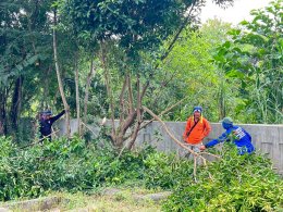 จัด"กิจกรรมปรับปรุงภูมิทัศน์ ตัดกิ่งไม้ที่บดบังทัศนะวิสัย จุดเสี่ยงอุบัติเหตุ ในเขตพื้นที่เทศบาลตำบลท่าเชียงทอง"