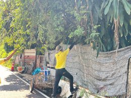 จัด"กิจกรรมปรับปรุงภูมิทัศน์ ตัดกิ่งไม้ที่บดบังทัศนะวิสัย จุดเสี่ยงอุบัติเหตุ ในเขตพื้นที่เทศบาลตำบลท่าเชียงทอง"