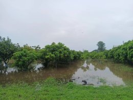 เร่งดำเนินการสูบน้ำที่รอการระบายในเขตพื้นที่ เนื่องจากปริมาณน้ำฝนที่ตกค้างคืนเพื่อป้องกันไม่ให้น้ำท่วมเข้าสู่บ้านเรือนของประชาชน