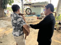  ออกให้บริการฉีดวัคซีนป้องกันโรคพิษสุนัขบ้าให้แก่สุนัขและแมว