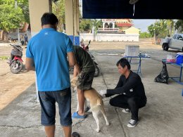  ออกให้บริการฉีดวัคซีนป้องกันโรคพิษสุนัขบ้าให้แก่สุนัขและแมว