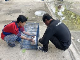  ออกให้บริการฉีดวัคซีนป้องกันโรคพิษสุนัขบ้าให้แก่สุนัขและแมว