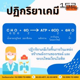 ระบบหายใจมีอะไรบ้าง?