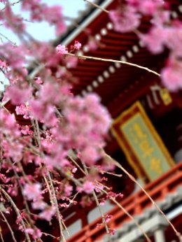 วัดอาซากุสะ - วัดเซ็นโซจิ โตเกียว ประเทศญี่ปุ่น