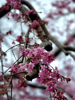 วัดอาซากุสะ - วัดเซ็นโซจิ โตเกียว ประเทศญี่ปุ่น