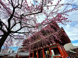 วัดอาซากุสะ - วัดเซ็นโซจิ โตเกียว ประเทศญี่ปุ่น