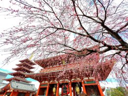 วัดอาซากุสะ - วัดเซ็นโซจิ โตเกียว ประเทศญี่ปุ่น