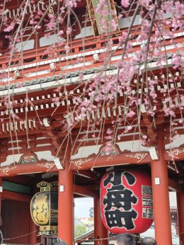 วัดอาซากุสะ - วัดเซ็นโซจิ โตเกียว ประเทศญี่ปุ่น