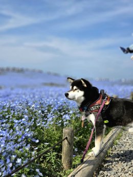  Hitachi Seaside Park จังหวัดอิบารากิ ญี่ปุ่น 