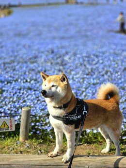 Hitachi Seaside Park จังหวัดอิบารากิ ญี่ปุ่น 