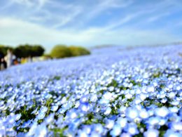  Hitachi Seaside Park จังหวัดอิบารากิ ญี่ปุ่น 