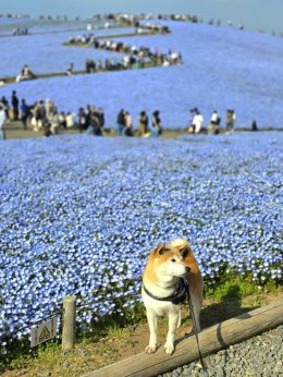  Hitachi Seaside Park จังหวัดอิบารากิ ญี่ปุ่น 