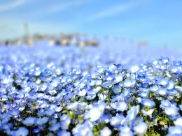  Hitachi Seaside Park จังหวัดอิบารากิ ญี่ปุ่น 