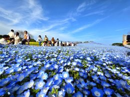  Hitachi Seaside Park จังหวัดอิบารากิ ญี่ปุ่น 