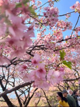  Matsuda Sakura ประเทศญี่ปุ่น (Update 23022026)