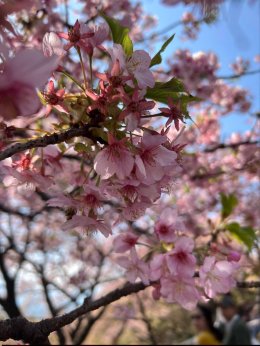  Matsuda Sakura ประเทศญี่ปุ่น (Update 23022026)