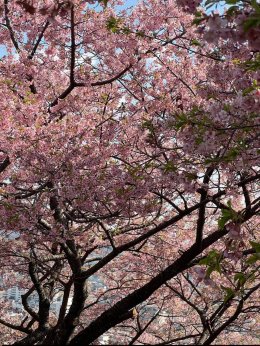  Matsuda Sakura ประเทศญี่ปุ่น (Update 23022026)