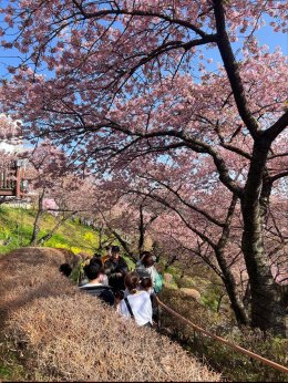  Matsuda Sakura ประเทศญี่ปุ่น (Update 23022026)