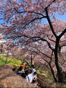  Matsuda Sakura ประเทศญี่ปุ่น (Update 23022026)