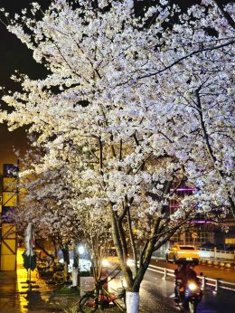 เมืองตูเจียงเยี่ยน ประเทศจีน