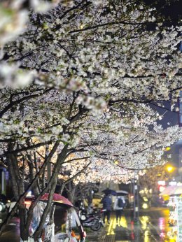 เมืองตูเจียงเยี่ยน ประเทศจีน