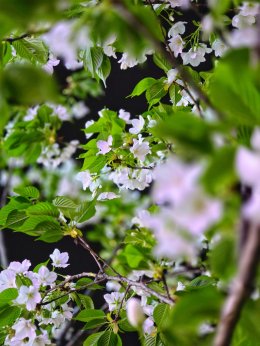 เมืองตูเจียงเยี่ยน ประเทศจีน