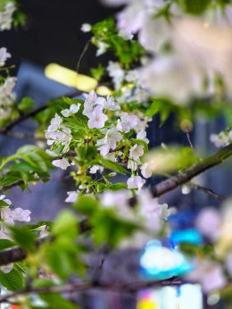 เมืองตูเจียงเยี่ยน ประเทศจีน