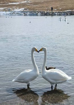 ทะเลสาบไซ่หลี่มู่ (Sailimu Lake) ซินเจียง ประเทศจีน