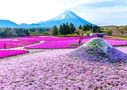 สวนโออิชิ (Oishi Park) ดอกไม้วิวภูเขาไฟฟูจิ