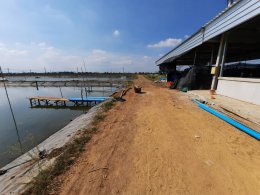 Job Report : Sea Bream Farm - Samut Sakhon Province