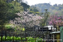 เที่ยวไต้หวันอิสระด้วยตัวเอง ไต้หวันออนทัวร์ ตอน 27 @ เที่ยวสวนหลังบ้านของไทเป อุทยานแห่งชาติหยางหมิงซาน