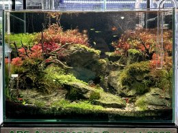 ABS Aquascape contest 2022